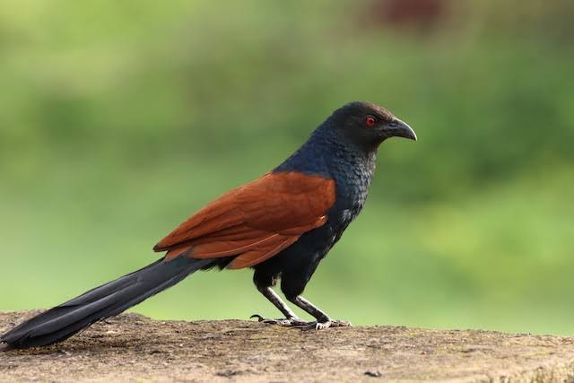 Coucal