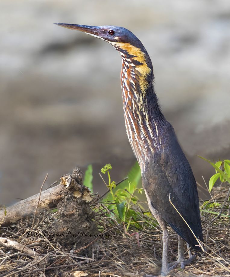Bittern