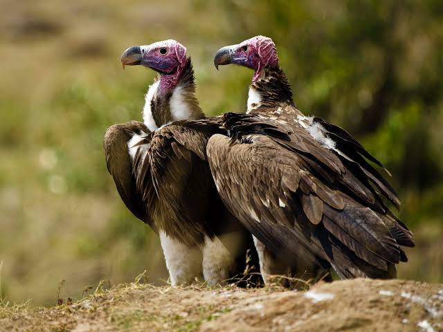 Lappet Faced Vulture
