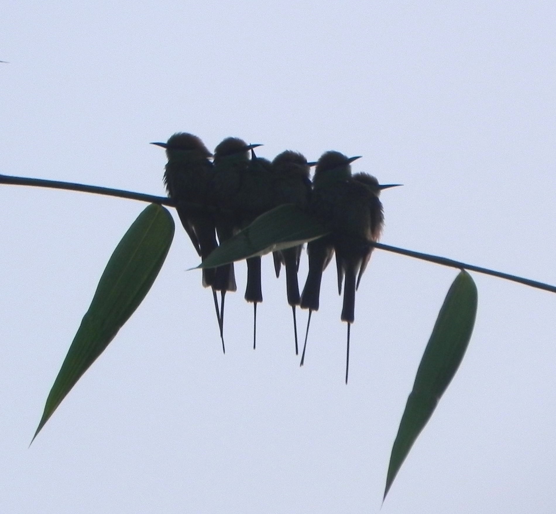 Huddled Together