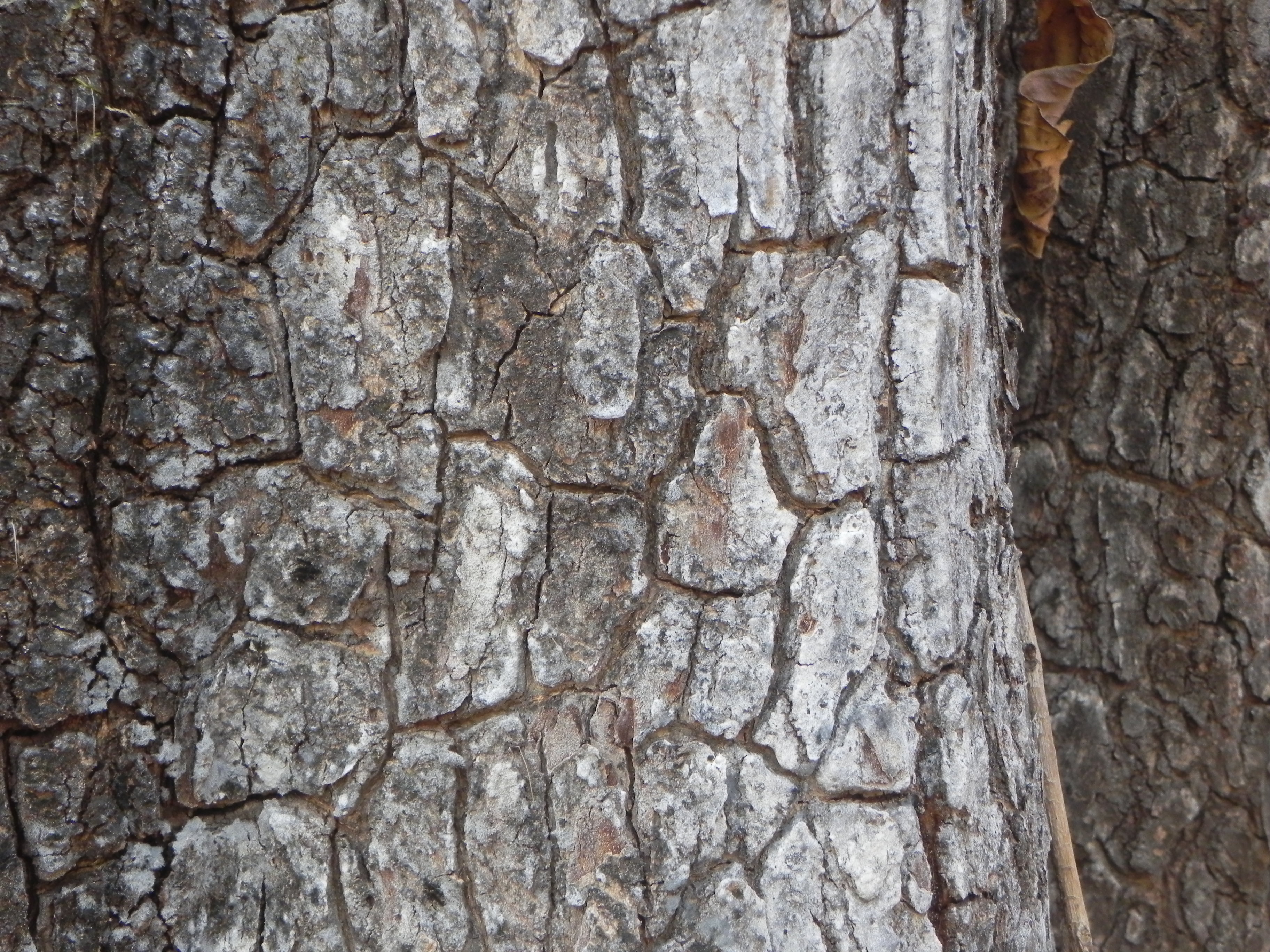 Weathered With Decades