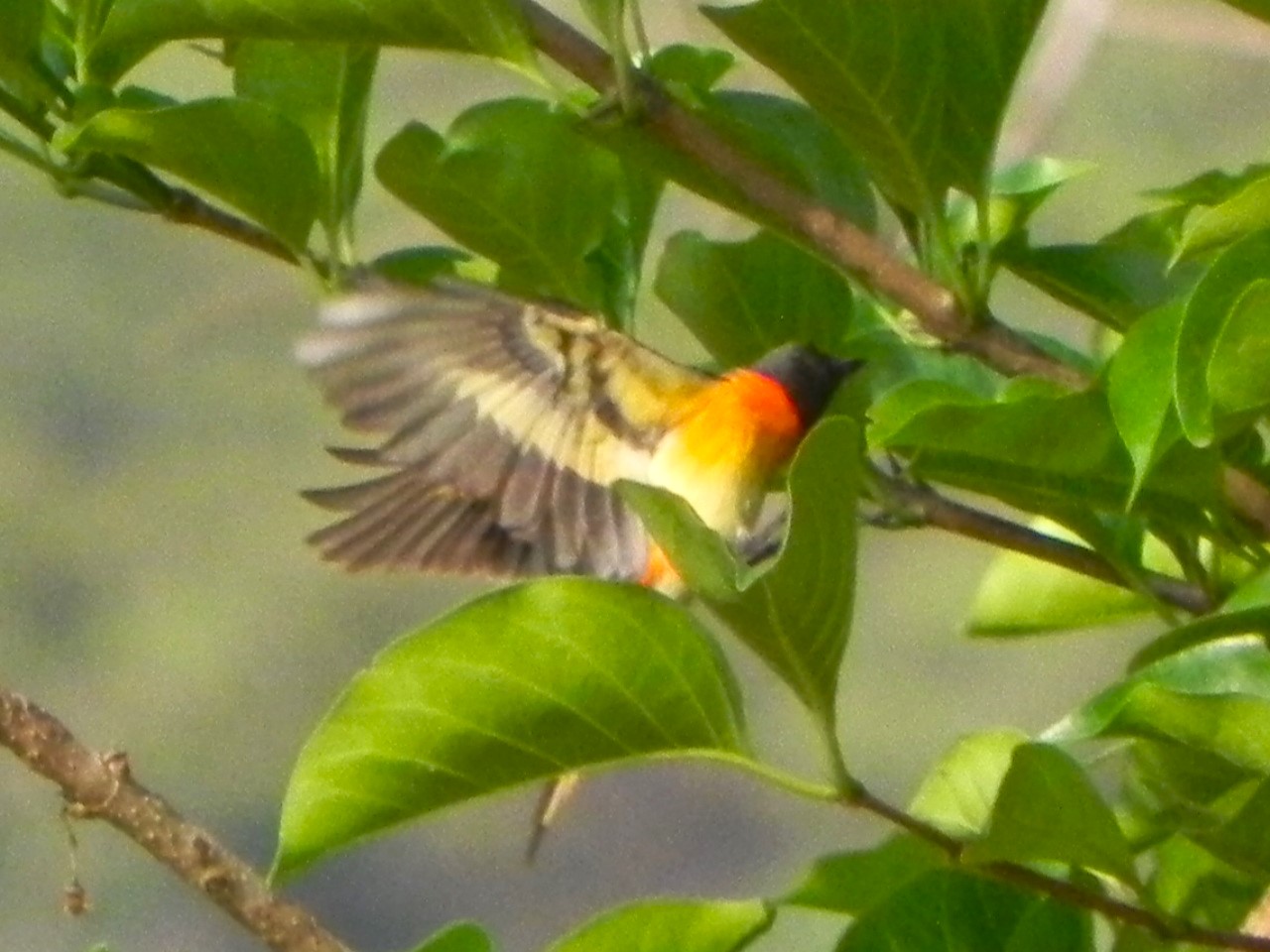 The Colourful Minivet