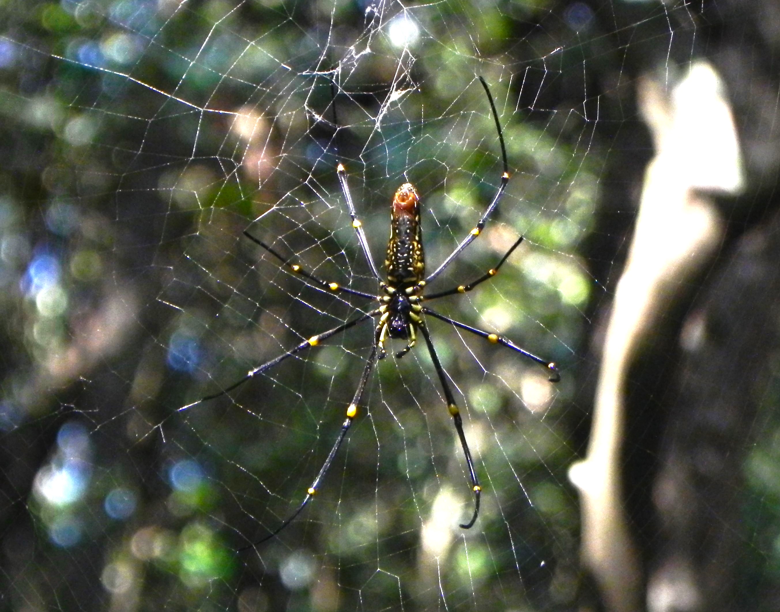 The Giant Wood Spider