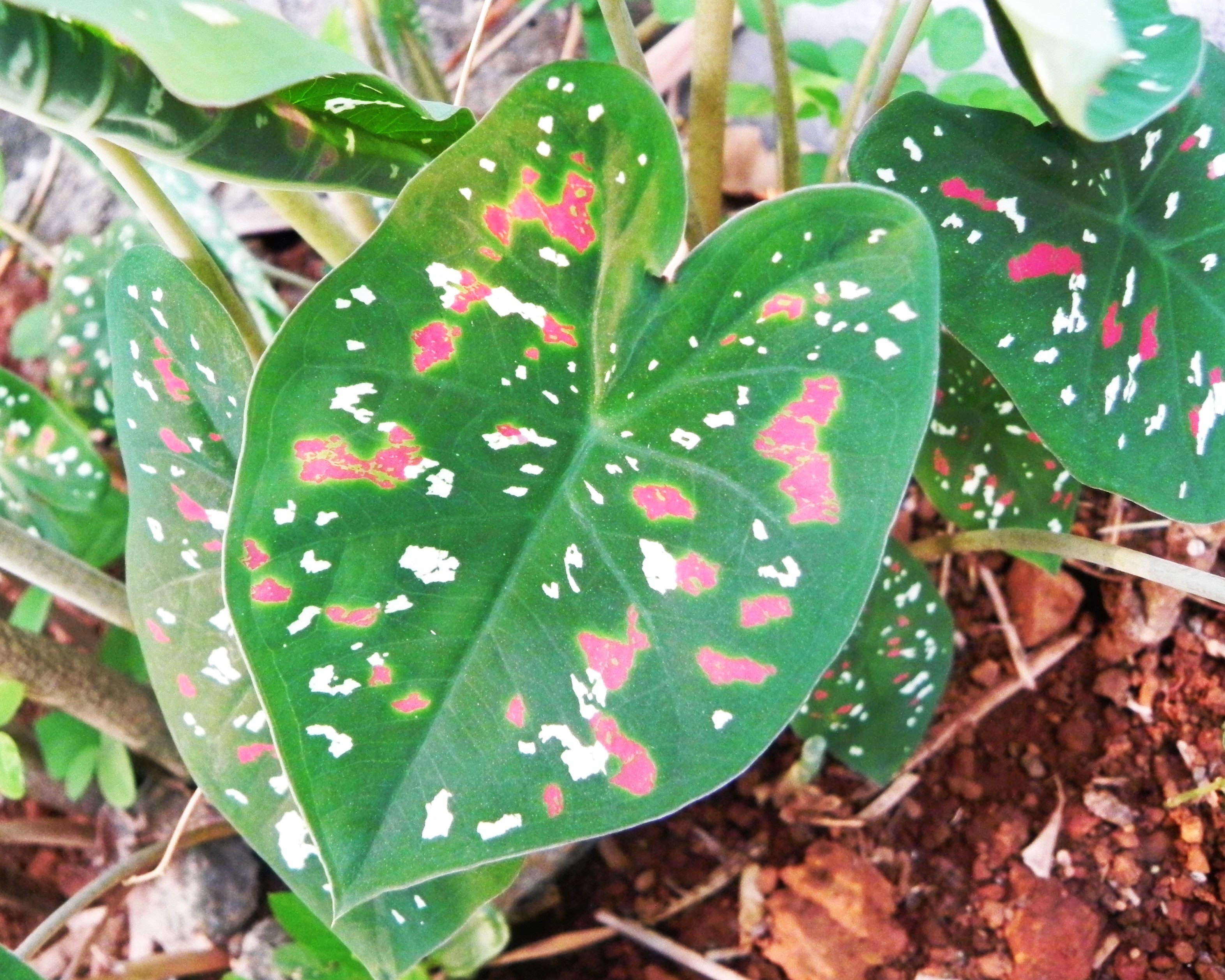 A Tricoloured Leaf