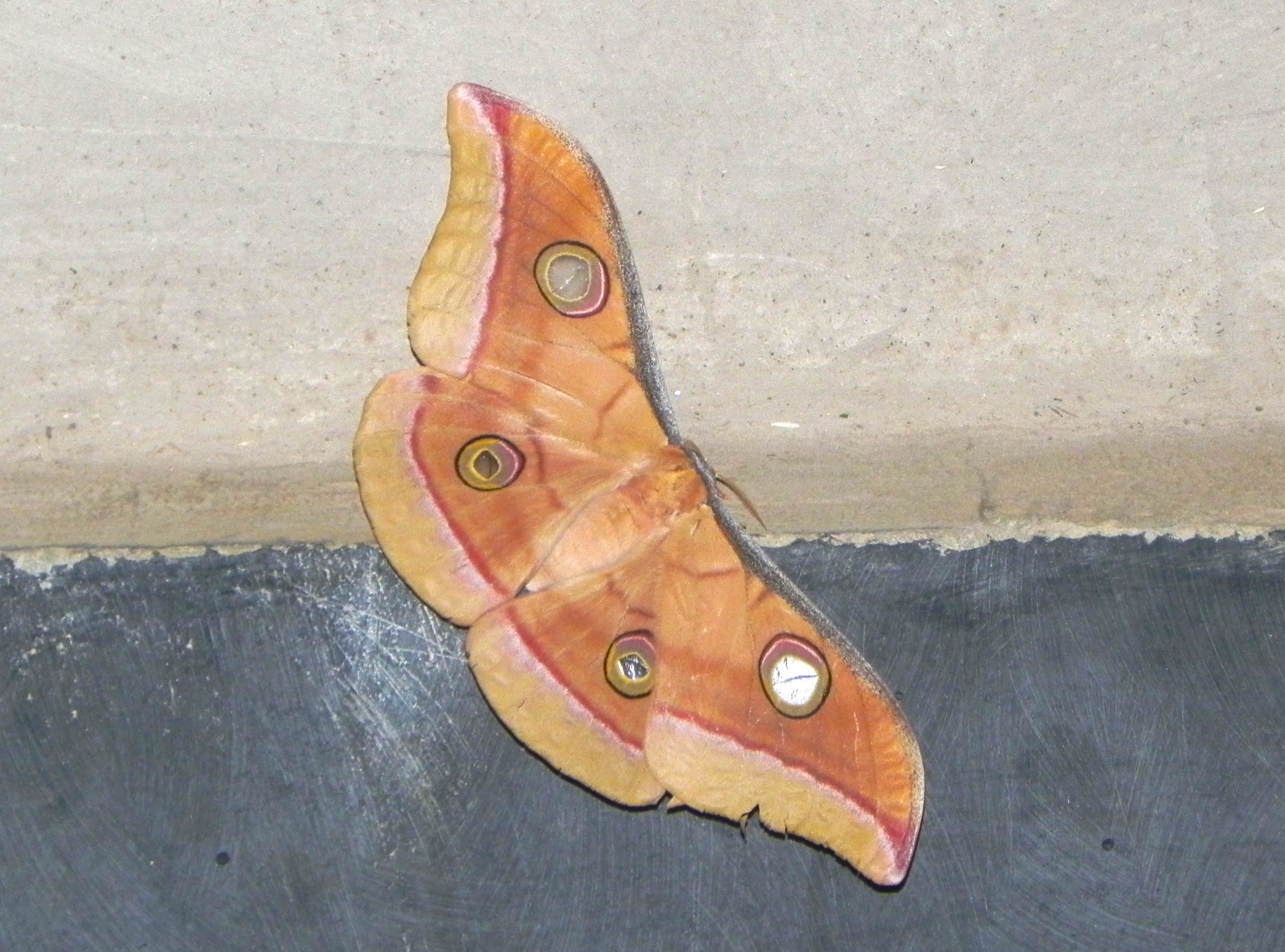 A Silky Visitor