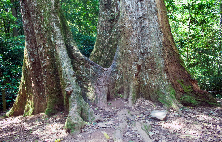 The Biomass of the Tree