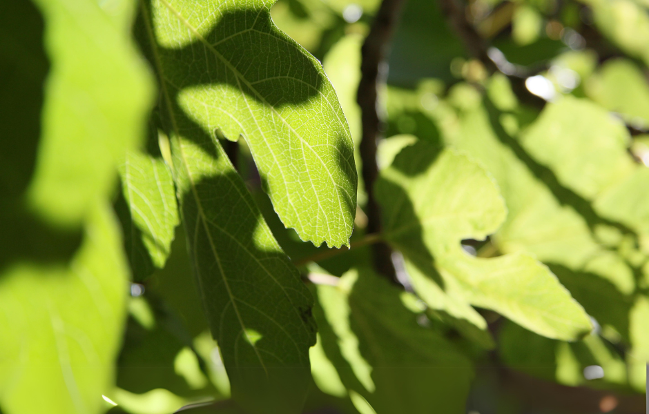 How trees can help increase crop yields?