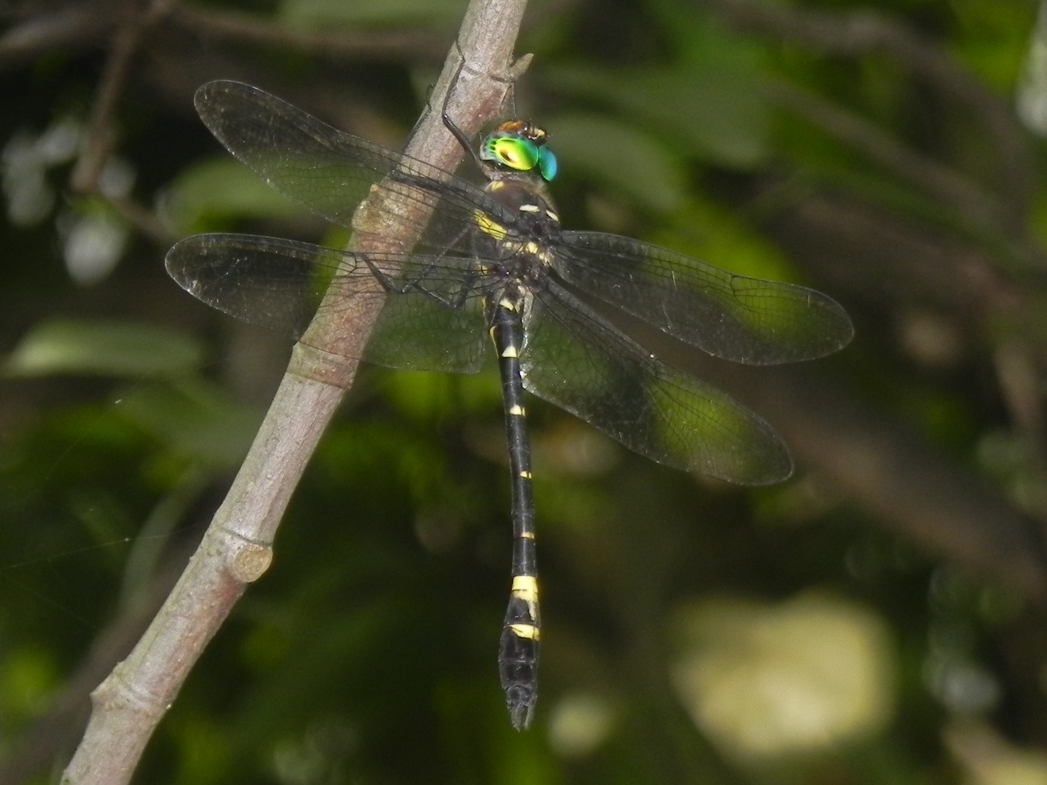Rare Fraser’s Torrent Hawk Dragonfly Observed in Maharashtra